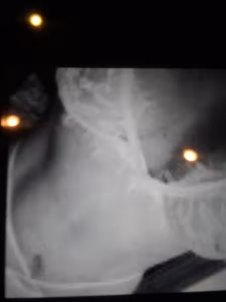 Tammy - Escort in Chesapeake, VA