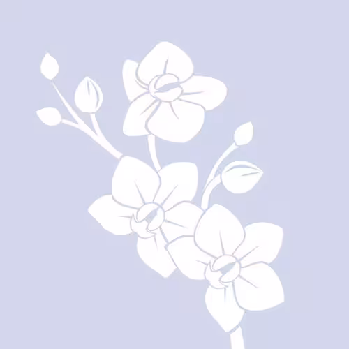 Escort | Chicago | Bebedoll
